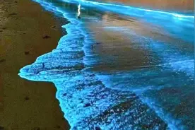 上世纪80年代“蓝眼泪”在厦门出现，2月14日厦门再现“蓝眼泪”视频封面