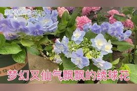 绣球大坑一口气入30几个品种，又仙又梦幻的有多漂亮？有少女粉粉视频封面