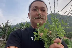 农村路边一种稀有植物，人们称之为“马鞭草”，基督教视为神花视频封面