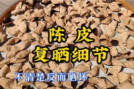 陈皮怎么复晒？一年晒几次？这些细节不清楚反而容易晒坏视频封面