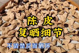 陈皮怎么复晒？一年晒几次？这些细节不清楚反而容易晒坏视频封面