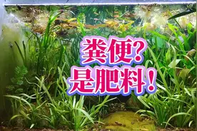 古法生态缸不是古人的木海鱼缸，生态乌龟缸粪便是资源，处理方法视频封面