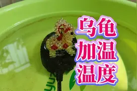 冬天加温养龟多少度好？两种情况要分清，冬季鱼缸加热棒温度推荐