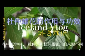 杜仲雄花的功效与作用你知道多少视频封面