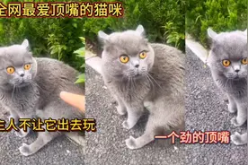 全网最爱顶嘴的猫咪！主人不让它出去玩！一个劲的顶嘴！视频封面