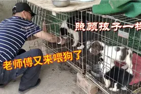 退休老人就爱养狗，照顾小狗无微不至视频封面