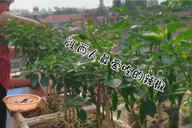 江西人是最能吃辣的！尤其是这种本地的小辣椒，家家户户少不了视频封面