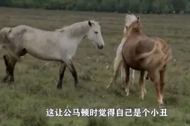 公马相亲视频封面