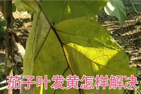 茄子叶发黄必须马上采取措施，不然茄子也会烂，听一下解决的办法视频封面