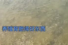 今天去米厂买了一些米皮糠和麦皮糠回来给鱼吃，降低成本又能育肥视频封面