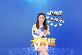 胖兽医说犬窝咳怎么治疗视频封面
