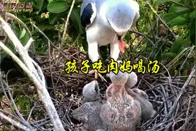 今日早餐老鼠上桌。精肉分给孩子们，残羹自己吃。@动物世界视频封面
