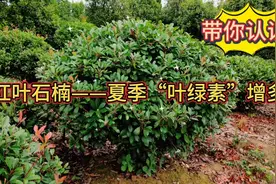 红叶石楠——夏季叶子转变为“亮绿色”什么原因？你了解多少？视频封面
