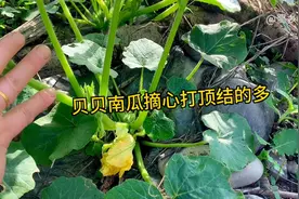 种植贝贝南瓜，采用侧蔓结瓜，摘心大顶是关键，不要整错了哦