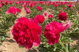 芍药五月花神盛开视频封面