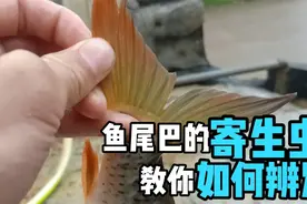 大家还喜欢吃鱼生吗？水质较差，鱼不健康很容易被寄生虫盯上视频封面
