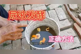人尿肥发酵加点它，发酵快无异味肥效翻倍，蔬菜长得鲜嫩口感好
