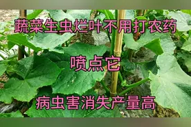 蔬菜生虫烂叶不要乱喷农药，学会这招，蔬菜前期长势好后期产量高视频封面