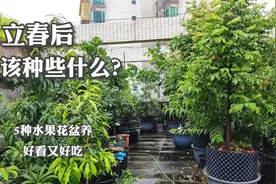 露台别养花了，5种果树花盆养，不用理，花开娇艳、果子甜！视频封面