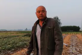 江苏徐州，人工起蒜累死累活，为啥不愿用机器，看蒜农咋说视频封面