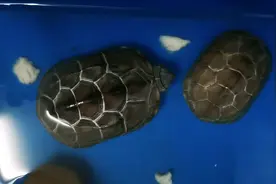 乌龟胆小怕事，有点动静就缩头视频封面