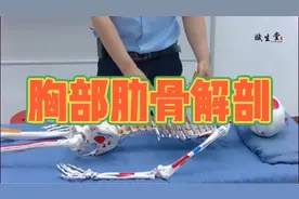 胸部肋骨的解剖讲解