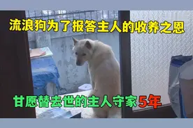 流浪狗报答主人收养之恩，甘愿替去世的主人守家5年，太感动了视频封面