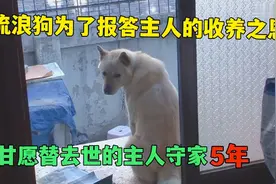 流浪狗报答主人收养之恩，甘愿替去世的主人守家5年，太感动了视频封面