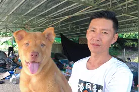 品相一般的母狗能生出虎头猫耳优秀土松？看狗要凭个人经验来判断视频封面