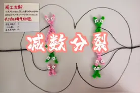 通过物理模型演示减数分裂形成精细胞的过程视频封面