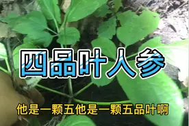 宏弟为啥说这颗人参三年前是五品叶，而现在是四品呢？你知道吗？