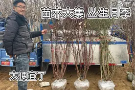 实拍山东苗木大集，农村大哥种了15亩“丛生月季”卖不出去，愁人视频封面