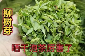 春天的“柳芽”厉害了，一斤能卖上百元，很多人不知有啥用？视频封面