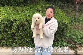 刚满2个月的萨摩耶，体重高达9斤，真是不可思议，把小妹累坏了！