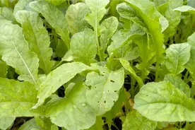 萝卜长虫不用打农药，叶子上面撒点这东西，防虫又防病视频封面