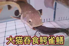 鳄雀鳝入猛鱼缸惨遭大猫攻击，反天刀入缸指日可待
