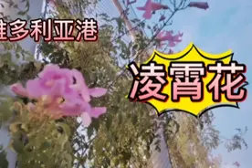 香港的凌霄花能适合北方的寒冷吗？我想把它带回家乡，能过关吗？视频封面