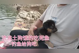 流浪土狗饿的瘦骨嶙峋，天天在水库边找臭鱼吃，这狗还能收养吗视频封面