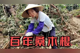 得到一根罕见的百年桑树根，柚子妹高兴坏了，这大木根有啥作用