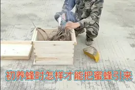 初养蜂时怎样才能把蜜蜂引来？视频封面