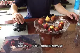 江南人家常种植的一种口味独特水果-无花果，口味独特营养丰富…视频封面