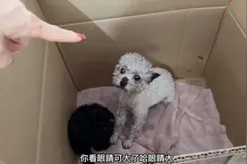 出生30天的灰泰迪，刚拿起幼犬，狗妈妈全程盯着，这眼睛太大了！
