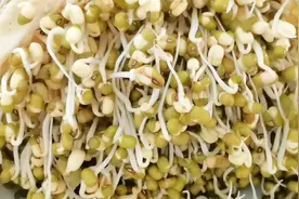 怎样把绿豆发成绿豆芽？只需要清水和绿豆，简单实用又快速视频封面