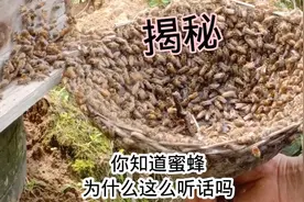 揭秘你知道蜜蜂为什么这么听话，我来告诉你答案