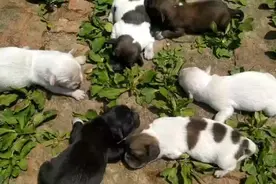 狗妈妈有多护狗崽崽，看完你就知道了视频封面