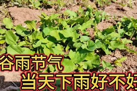 2021年下半年是涝是旱？谷雨当天下雨好不好？这些农村谚语告诉你视频封面
