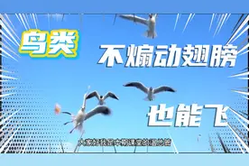 科普鸟类不煽动翅膀，也能在空中不掉下来