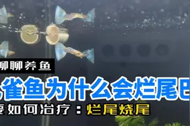 什么是烂尾烧尾？孔雀鱼为什么会烂尾烧尾？要如何冶疗烂尾烧尾？