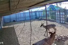 25号上午山东潍坊连续两声巨响，到底什么情况？视频封面