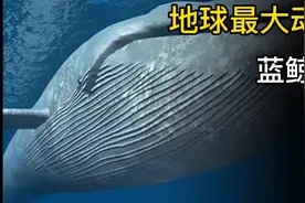 蓝鲸为什么是地球上最大的动物？一顿吃200万只虾，它是咋做到的视频封面